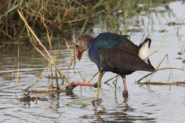 Purple Swamphen